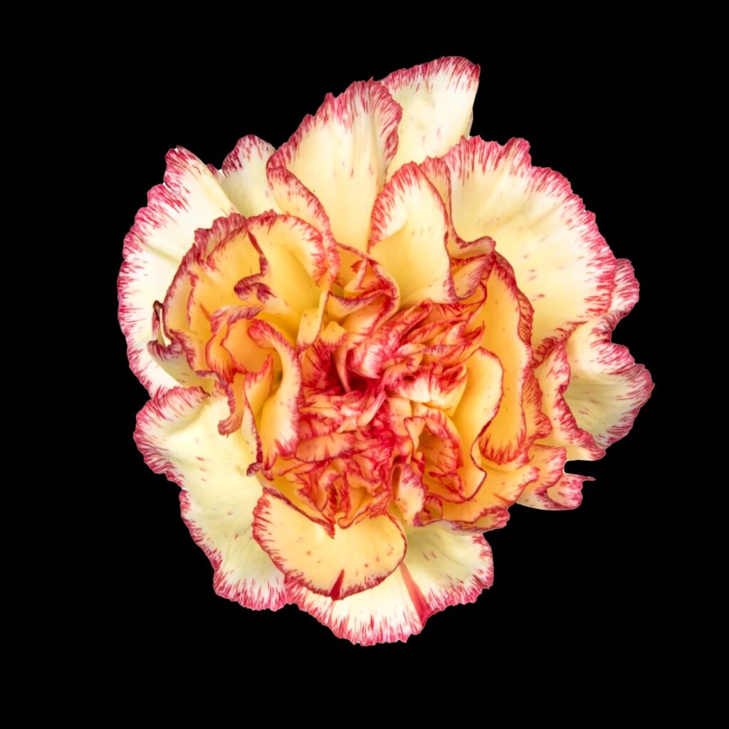 wholesale carnations