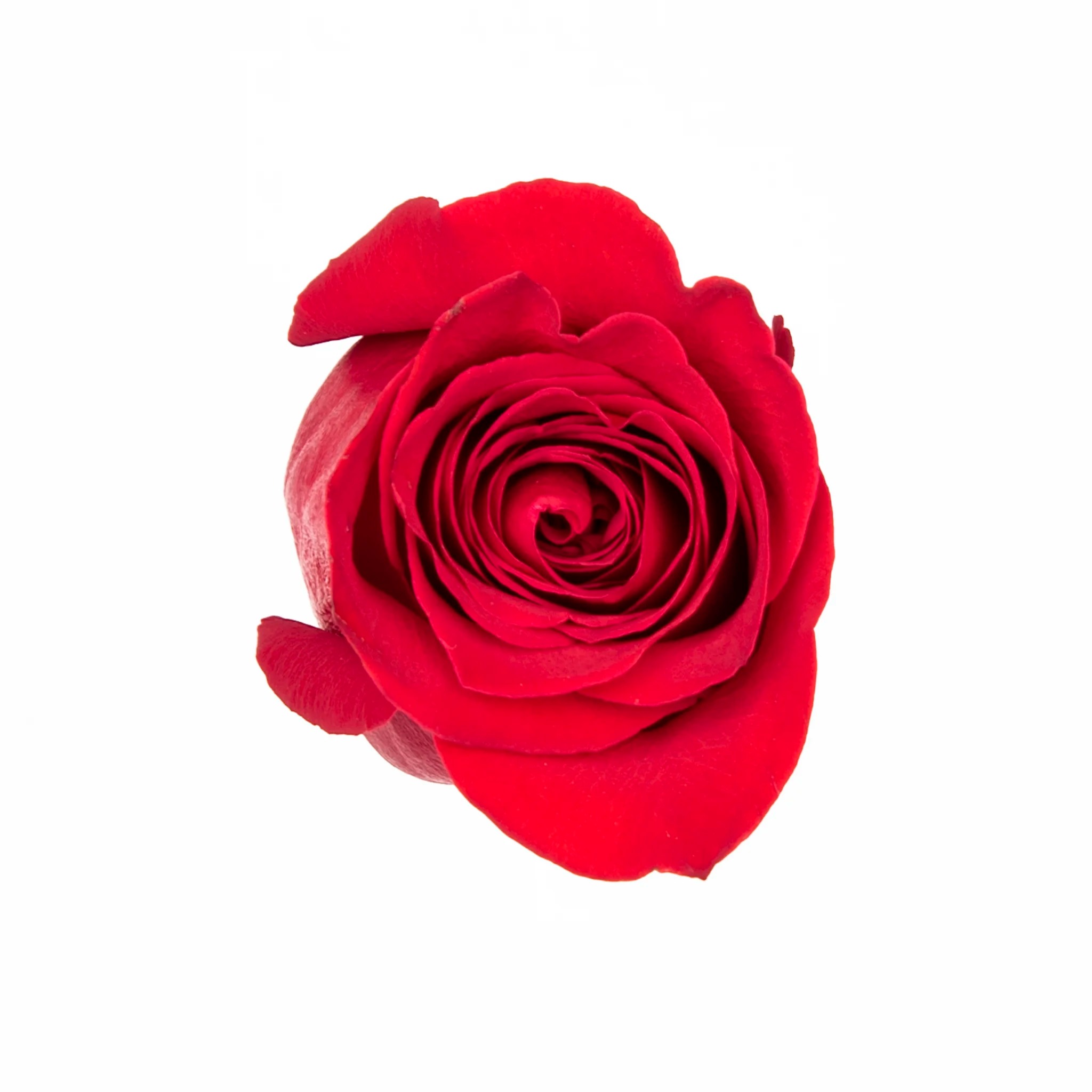 wholesale carnations
